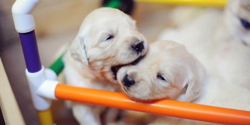 PVC Puppy Play Gym for Cognitive Development